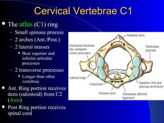 Cervical Vertebrae C1 <ul><li>The  atlas  (C1) ring </li></ul><ul><ul><li>Small spinous process </li></ul></ul><ul><ul><li...