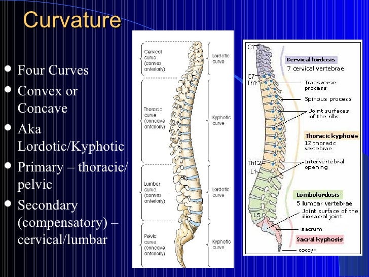 125 Week 11 Cervical Spine