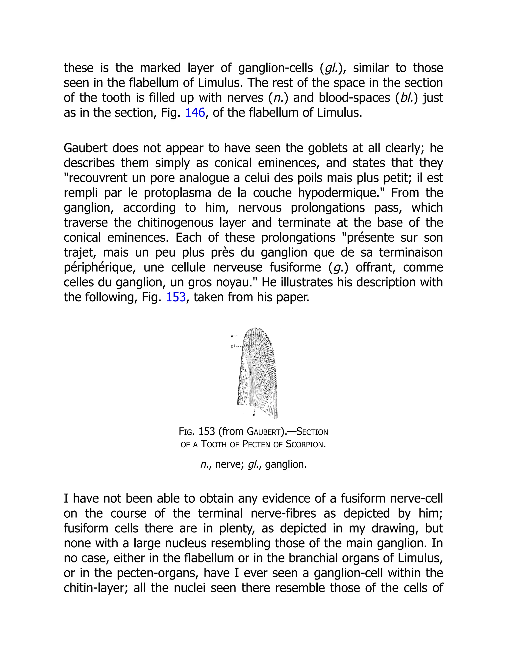 these is the marked layer of ganglion-cells (gl.), similar to those
seen in the flabellum of Limulus. The rest of the space in the section
of the tooth is filled up with nerves (n.) and blood-spaces (bl.) just
as in the section, Fig. 146, of the flabellum of Limulus.
Gaubert does not appear to have seen the goblets at all clearly; he
describes them simply as conical eminences, and states that they
"recouvrent un pore analogue a celui des poils mais plus petit; il est
rempli par le protoplasma de la couche hypodermique." From the
ganglion, according to him, nervous prolongations pass, which
traverse the chitinogenous layer and terminate at the base of the
conical eminences. Each of these prolongations "présente sur son
trajet, mais un peu plus près du ganglion que de sa terminaison
périphérique, une cellule nerveuse fusiforme (g.) offrant, comme
celles du ganglion, un gros noyau." He illustrates his description with
the following, Fig. 153, taken from his paper.
Fig. 153 (from Gaubert).—Section
of a Tooth of Pecten of Scorpion.
n., nerve; gl., ganglion.
I have not been able to obtain any evidence of a fusiform nerve-cell
on the course of the terminal nerve-fibres as depicted by him;
fusiform cells there are in plenty, as depicted in my drawing, but
none with a large nucleus resembling those of the main ganglion. In
no case, either in the flabellum or in the branchial organs of Limulus,
or in the pecten-organs, have I ever seen a ganglion-cell within the
chitin-layer; all the nuclei seen there resemble those of the cells of
 