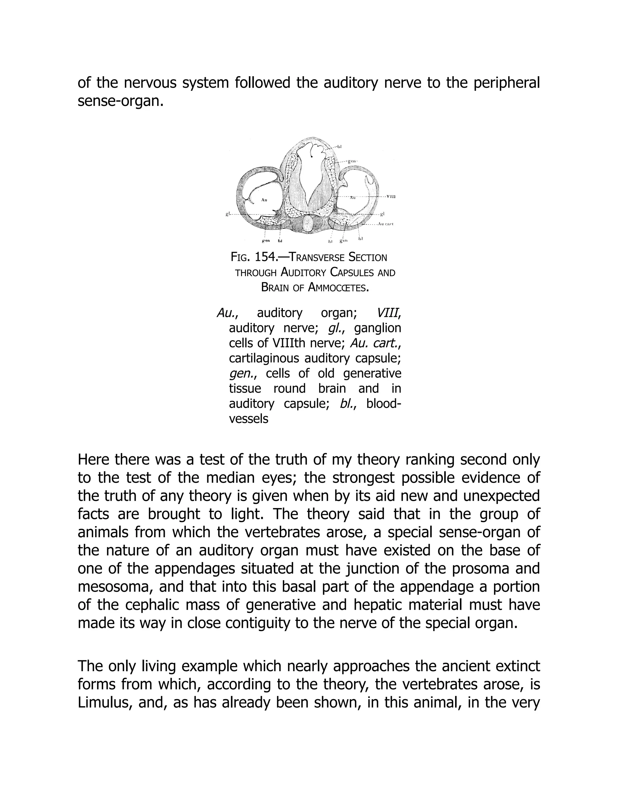 of the nervous system followed the auditory nerve to the peripheral
sense-organ.
Fig. 154.—Transverse Section
through Auditory Capsules and
Brain of Ammocœtes.
Au., auditory organ; VIII,
auditory nerve; gl., ganglion
cells of VIIIth nerve; Au. cart.,
cartilaginous auditory capsule;
gen., cells of old generative
tissue round brain and in
auditory capsule; bl., blood-
vessels
Here there was a test of the truth of my theory ranking second only
to the test of the median eyes; the strongest possible evidence of
the truth of any theory is given when by its aid new and unexpected
facts are brought to light. The theory said that in the group of
animals from which the vertebrates arose, a special sense-organ of
the nature of an auditory organ must have existed on the base of
one of the appendages situated at the junction of the prosoma and
mesosoma, and that into this basal part of the appendage a portion
of the cephalic mass of generative and hepatic material must have
made its way in close contiguity to the nerve of the special organ.
The only living example which nearly approaches the ancient extinct
forms from which, according to the theory, the vertebrates arose, is
Limulus, and, as has already been shown, in this animal, in the very
 