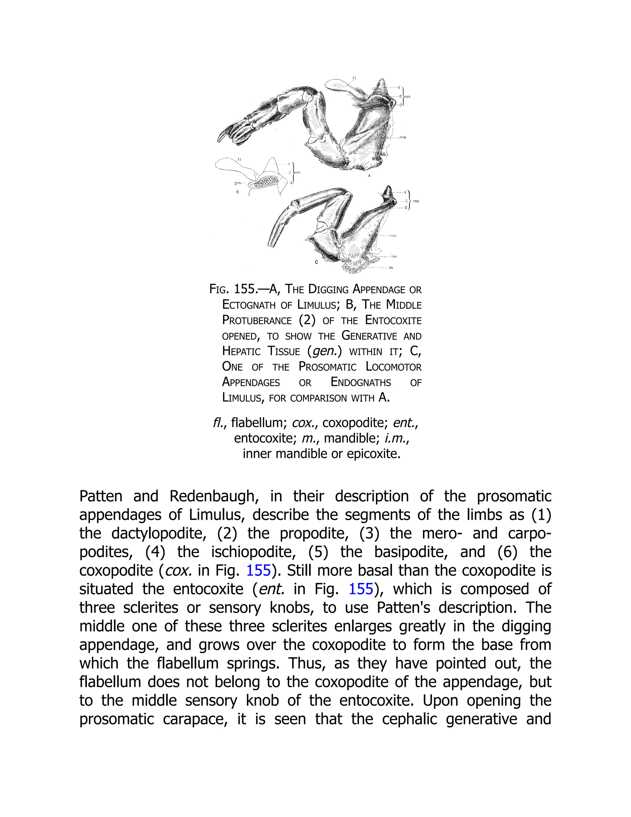 Fig. 155.—A, The Digging Appendage or
Ectognath of Limulus; B, The Middle
Protuberance (2) of the Entocoxite
opened, to show the Generative and
Hepatic Tissue (gen.) within it; C,
One of the Prosomatic Locomotor
Appendages or Endognaths of
Limulus, for comparison with A.
fl., flabellum; cox., coxopodite; ent.,
entocoxite; m., mandible; i.m.,
inner mandible or epicoxite.
Patten and Redenbaugh, in their description of the prosomatic
appendages of Limulus, describe the segments of the limbs as (1)
the dactylopodite, (2) the propodite, (3) the mero- and carpo-
podites, (4) the ischiopodite, (5) the basipodite, and (6) the
coxopodite (cox. in Fig. 155). Still more basal than the coxopodite is
situated the entocoxite (ent. in Fig. 155), which is composed of
three sclerites or sensory knobs, to use Patten's description. The
middle one of these three sclerites enlarges greatly in the digging
appendage, and grows over the coxopodite to form the base from
which the flabellum springs. Thus, as they have pointed out, the
flabellum does not belong to the coxopodite of the appendage, but
to the middle sensory knob of the entocoxite. Upon opening the
prosomatic carapace, it is seen that the cephalic generative and
 