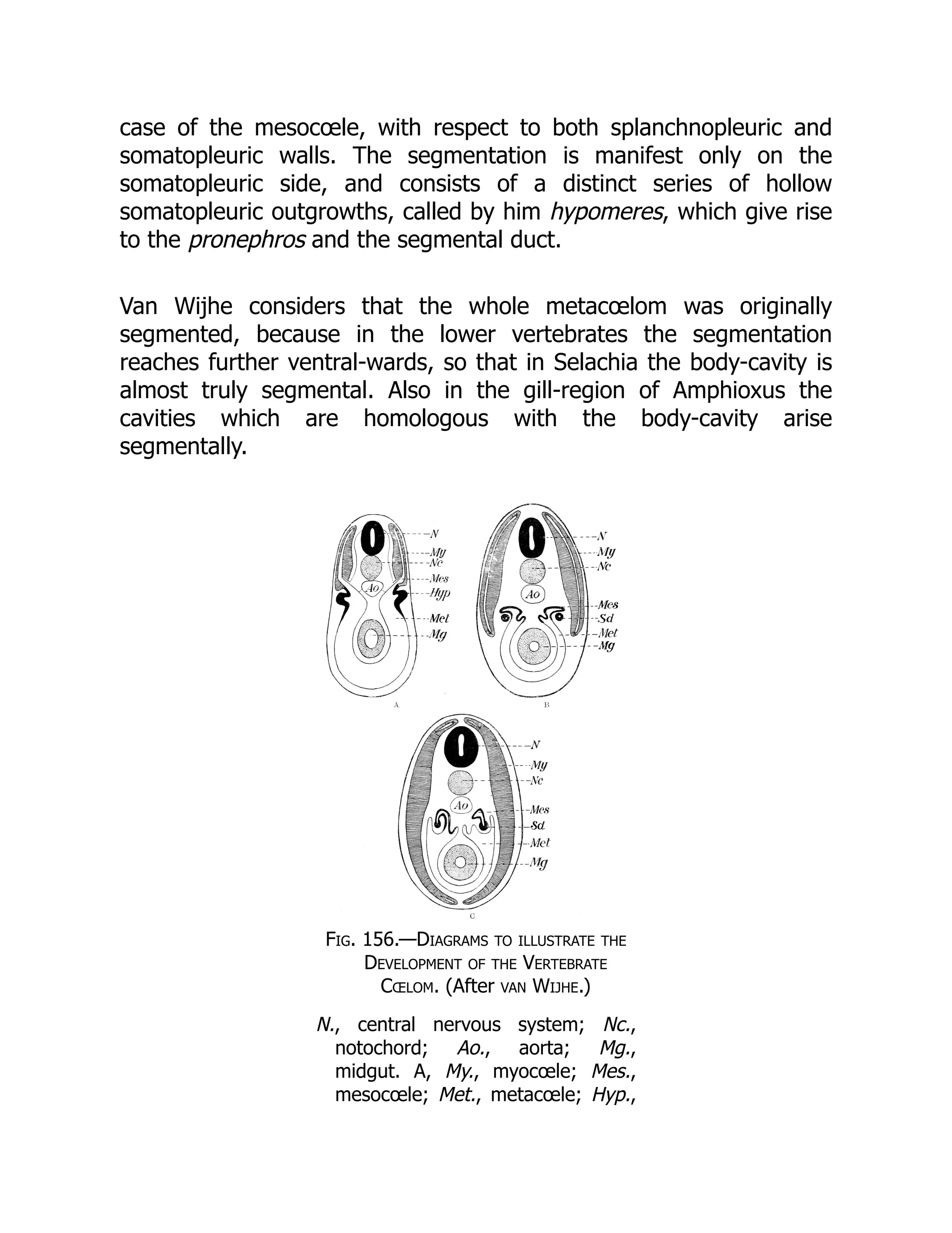 case of the mesocœle, with respect to both splanchnopleuric and
somatopleuric walls. The segmentation is manifest only on the
somatopleuric side, and consists of a distinct series of hollow
somatopleuric outgrowths, called by him hypomeres, which give rise
to the pronephros and the segmental duct.
Van Wijhe considers that the whole metacœlom was originally
segmented, because in the lower vertebrates the segmentation
reaches further ventral-wards, so that in Selachia the body-cavity is
almost truly segmental. Also in the gill-region of Amphioxus the
cavities which are homologous with the body-cavity arise
segmentally.
Fig. 156.—Diagrams to illustrate the
Development of the Vertebrate
Cœlom. (After van Wijhe.)
N., central nervous system; Nc.,
notochord; Ao., aorta; Mg.,
midgut. A, My., myocœle; Mes.,
mesocœle; Met., metacœle; Hyp.,
 