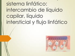 sistema linfático:
intercambio de líquido
capilar, líquido
intersticial y flujo linfático
 