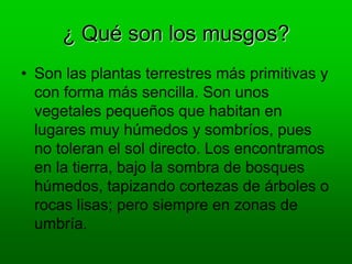 ¿ Qué son los musgos?
• Son las plantas terrestres más primitivas y
con forma más sencilla. Son unos
vegetales pequeños que habitan en
lugares muy húmedos y sombríos, pues
no toleran el sol directo. Los encontramos
en la tierra, bajo la sombra de bosques
húmedos, tapizando cortezas de árboles o
rocas lisas; pero siempre en zonas de
umbría.
 