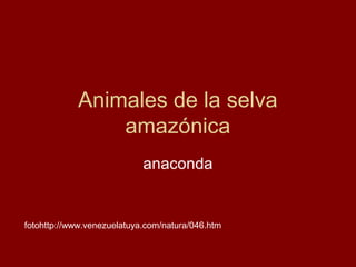 Animales de la selva
                amazónica
                            anaconda


fotohttp://www.venezuelatuya.com/natura/046.htm
 