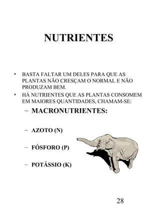NUTRIENTES

•

•

BASTA FALTAR UM DELES PARA QUE AS
PLANTAS NÃO CRESÇAM O NORMAL E NÃO
PRODUZAM BEM.
HÁ NUTRIENTES QUE AS PLANTAS CONSOMEM
EM MAIORES QUANTIDADES, CHAMAM-SE:

– MACRONUTRIENTES:
– AZOTO (N)
– FÓSFORO (P)
– POTÁSSIO (K)

28

 