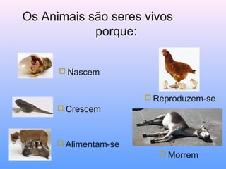 Os Animais são seres vivos
porque:
 Nascem
 Reproduzem-se
 Crescem

 Alimentam-se
 Morrem

 