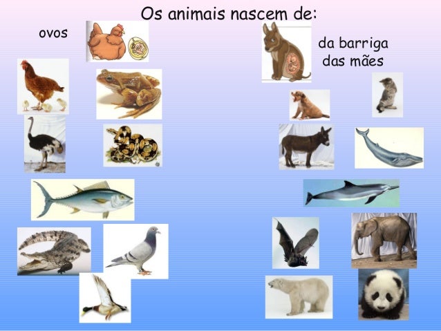 1255278925 seres vivos-animais