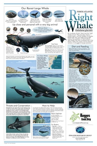 Copyright © 2012 Dawn Witherington
Diet and Feeding
Right whales feed on swarms of copepods — tiny
planktonic crustaceans the whales strain from the
water using their baleen.
INWATER RESEARCH GROUP
A 501 c(3) not-for-profit organization
www.inwater.org
Poster Series No. 4
Nearly all of the few remaining North Atlantic right whales occur off
of eastern North America. Two other right whale species occur in the
Pacific Ocean and the Southern Hemisphere.
Our Rarest Large Whale
For hundreds of years, these were the "right"
whales to hunt. They were slow, lived in
coastal waters, and their blubber-rich bodies
floated after they were killed. By the 20th
century, the population of North Atlantic
right whales may have numbered only in the
dozens. Today, this unique marine mammal
remains in a struggle to escape extinction.
Baleen
Eye
Blowholes
Occasional white
belly patches
Paddle-like flippers
Callosities — Thick
dark skin that
appears light due to
thumbnail-size
crustaceans called
whale lice, which
feed on loose skin
How to Help
An informed and vigilant public will go a long way toward saving the
North Atlantic right whale from extinction. You can contribute by taking
part in educational campaigns, reporting sightings, choosing sustainable
seafood, and communicating support for regulations that protect whales
from vessel strikes and fishing gear entanglements.
Report Sightings
It’s very important!
Florida to North Carolina:
877-WHALE-HELP
Virginia to Maine:
866-755-NOAA
Boaters to U.S. Coast Guard
on VHF Ch. 16
For Boaters
• Stay Alert — Post a
lookout and know what
whales look like at the
surface from a distance.
• Slow down — 10 knots or
slower in areas where right
whales are known to occur.
• Keep Your Distance —
Approaching whales or
remaining within 500 yards
of them is against the
federal law.
www.keepersofthecoast.org
CallositiesC ll i i Whale liceWh
l h l
Baleen
B
l
ale licel li
B
No dorsal fin
Fast Facts
Size and Weight: Adults can reach 55 feet
and weigh about 140,000 pounds. Calves are
at least 14 feet and 2,000 pounds at birth.
Age: Right whales can live 70 years or more.
Reproduction: Females reach reproductive
age at 8–10 years with one calf every 3–5
years. Calf will stay with mother for 1 year.
6 feet
Distinct Tail Fluke
Right whales have an
all-black tail with smooth
edges and a deep notch.
V-shaped Blow
The whale's two nostrils
(blowholes) make a
distinct spray.
Paddle-like Flippers
Flippers are all black,
broad, and paddle
shaped
Callosities
These areas of extra thick
skin form in unique patterns
on the whale's head.
No Dorsal Fin
Right whales have
wide, smooth backs
An Urban Whale
North Atlantic right
whales keep close to
the coast. On their
migrations between
summer feeding
grounds in Canada and
winter calving areas off
Georgia and Florida,
the whales pass close
to several large
metropolitan areas with
busy ports.
Water and copepods
enter the whale's
mouth through an
opening in the front.
The water flows out
the sides of the mouth
and plankton are caught
in the finely fringed
baleen. The masses of tiny
captured prey are swallowed with help from a
massive tongue. Right whales swallow about 4% of
their body weight in copepods each day during their
feeding season.
Without teeth, right whales depend completely on their
baleen to capture food. Baleen is made of keratin, the
tough, flexible, fibrous protein that also forms hair,
fingernails and horns. About 200 strips of baleen
hang from each side of a right
whale's upper jaw. The inner
edge of the baleen is fringed,
which aids in straining the
smallest plankton.
ht
Summer/Fall
Winter/Spring
Spring/Summer
Fall/Winter
Atlantic Ocean
Canada
United
States
CALVING GROUNDS
FEEDING
GROUNDS
Right whales can be very difficult to see
and may not move away from vessels.
hang f
wh
e
Copepods
Actual size
Up close and personal with a very big animal
Did you Know
A healthy right whale is 40% blubber, which
is both an energy reserve and insulation
for life in cold water.
Threats and Conservation
Entanglement and vessel strikes are the leading causes
of death for North Atlantic right whales. Entanglement
in rope and net from commercial fishing gear causes
debilitating injuries, infection, and prolonged death.
Modifications to fishing gear, area and seasonal fishery
closures, and reducing the amount of fishing gear in the
water, especially rope, can help reduce entanglement.
Conservation efforts and regulations to reduce fatal
vessel strikes include routing of ships and reducing
vessel speed in areas when and where whales are
known to occur, as well as alerting mariners to the
presence of whales. Visit NOAA Fisheries, www.nmfs.
noaa.gov, for additional current information.
 