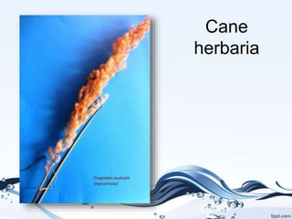 Cane
herbaria
 