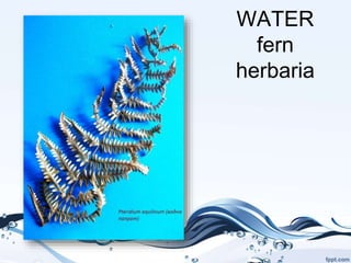 WATER
fern
herbaria
 