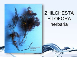 ZHILCHESTA
FILOFORA
herbaria
 