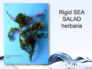 Rigid SEA
SALAD
herbaria
 