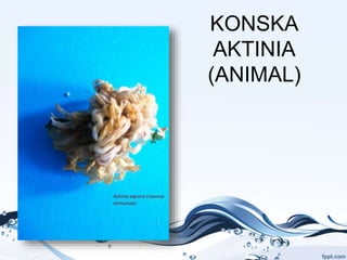 KONSKA
AKTINIA
(ANIMAL)
 