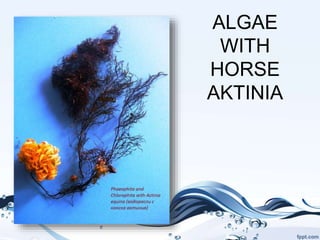 ALGAE
WITH
HORSE
AKTINIA
 