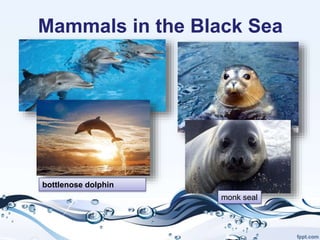 bottlenose dolphin Тюлен
Mammals in the Black Sea
monk seal
 