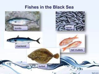 Fishes in the Black Sea
bonito sprat
red mullets
turbot
mackerel
 