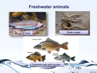 trout Water snake
Freshwater animals
Common carp and crucian
 