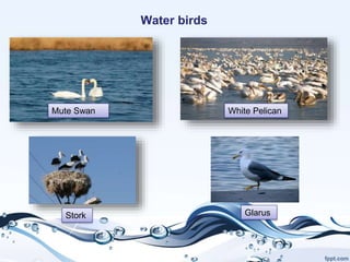 Water birds
Mute Swan
Stork Glarus
White Pelican
 