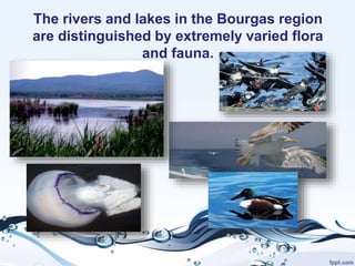 The rivers and lakes in the Bourgas region
are distinguished by extremely varied flora
and fauna.
 