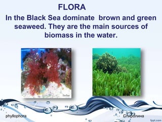 FLORA
In the Black Sea dominate brown and green
seaweed. They are the main sources of
biomass in the water.
phyllophora Спиролина
 
