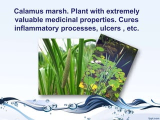 Calamus marsh. Plant with extremely
valuable medicinal properties. Cures
inflammatory processes, ulcers , etc.
.
 
