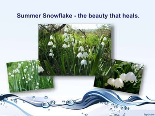 Summer Snowflake - the beauty that heals.
 