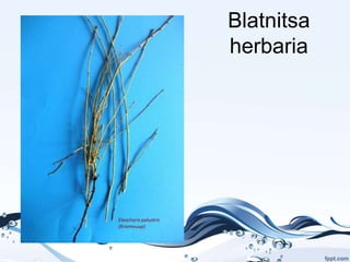 Blatnitsa
herbaria
 
