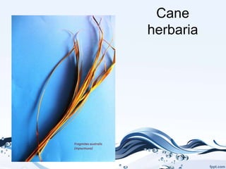 Cane
herbaria
 