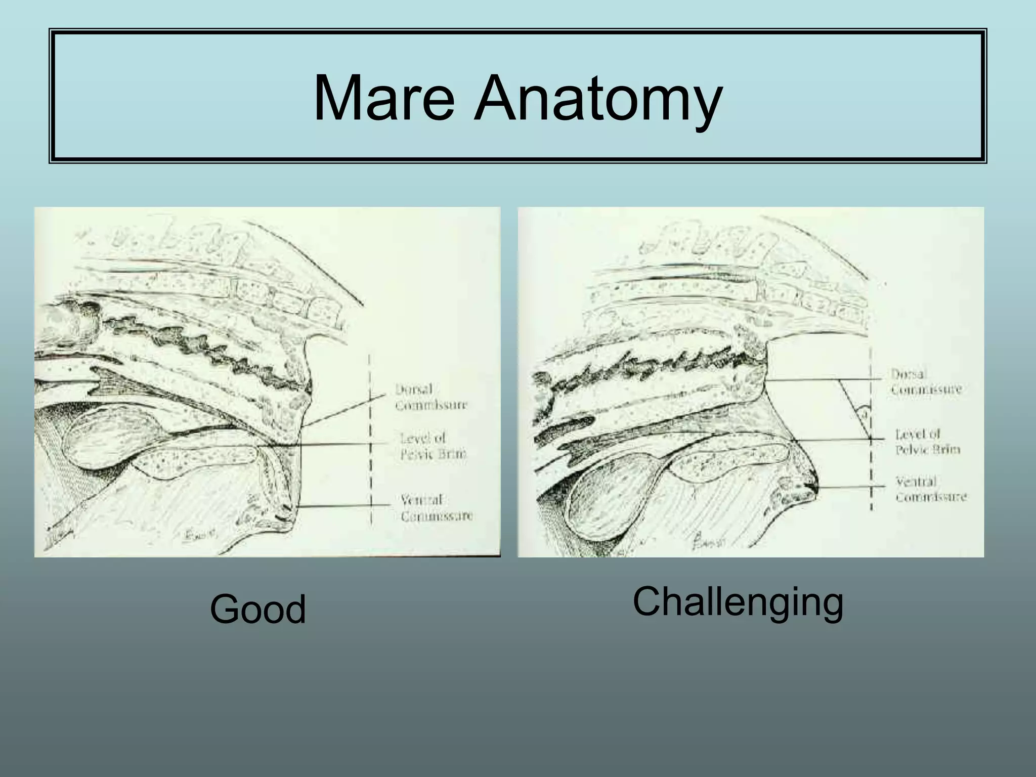 Mare Anatomy




Good            Challenging
 