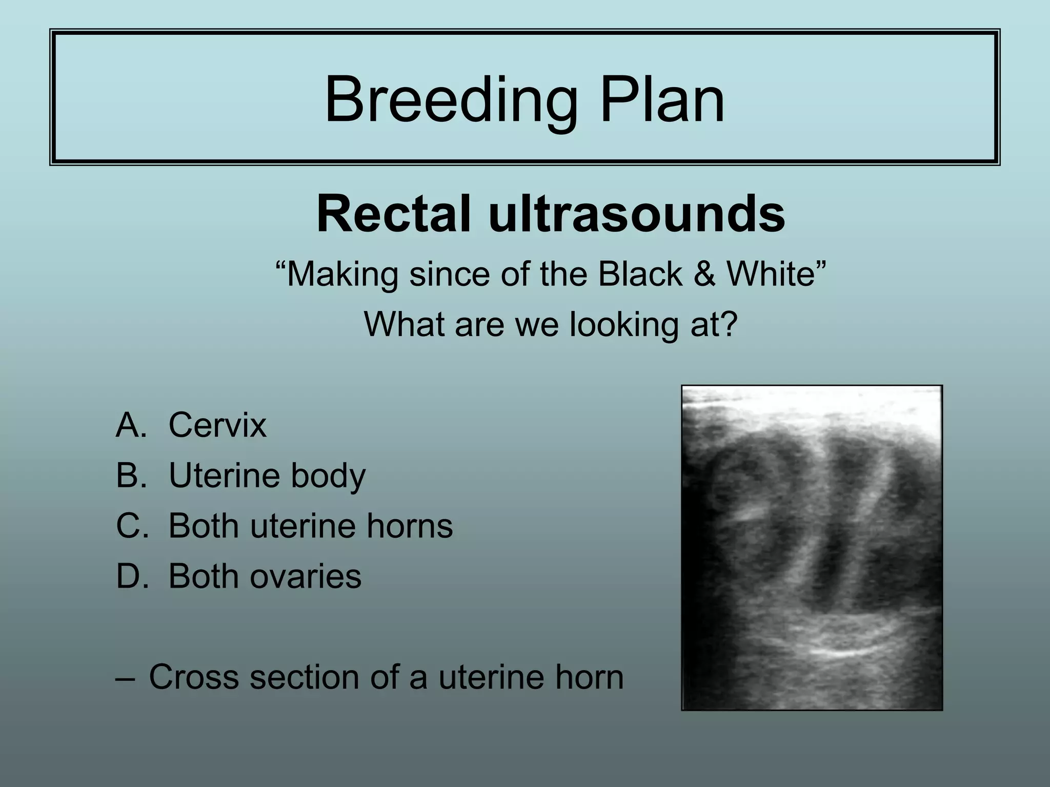 Breeding Plan
              Rectal ultrasounds
           “Making since of the Black & White”
                What are we looking at?

A.   Cervix
B.   Uterine body
C.   Both uterine horns
D.   Both ovaries

– Cross section of a uterine horn
 