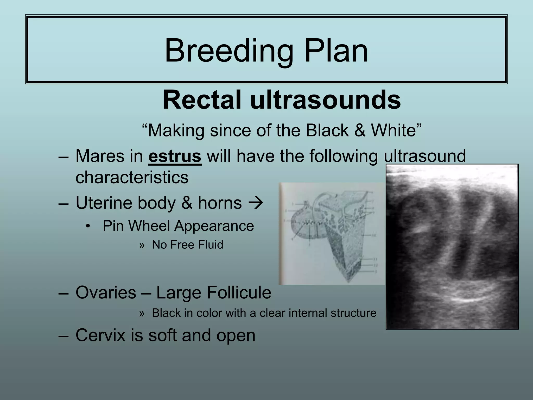 Breeding Plan
              Rectal ultrasounds
          “Making since of the Black & White”
– Mares in estrus will have the following ultrasound
  characteristics
– Uterine body & horns 
   • Pin Wheel Appearance
          » No Free Fluid



– Ovaries – Large Follicule
          » Black in color with a clear internal structure

– Cervix is soft and open
 