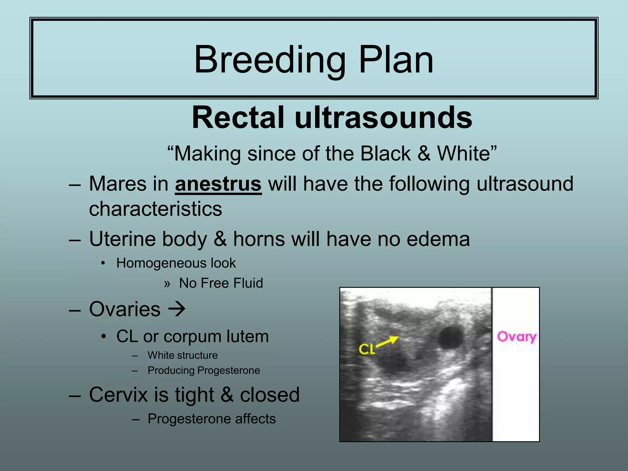 Breeding Plan
                  Rectal ultrasounds
          “Making since of the Black & White”
– Mares in anestrus will have the following ultrasound
  characteristics
– Uterine body & horns will have no edema
   • Homogeneous look
          » No Free Fluid

– Ovaries 
   • CL or corpum lutem
       – White structure
       – Producing Progesterone

– Cervix is tight & closed
       – Progesterone affects
 