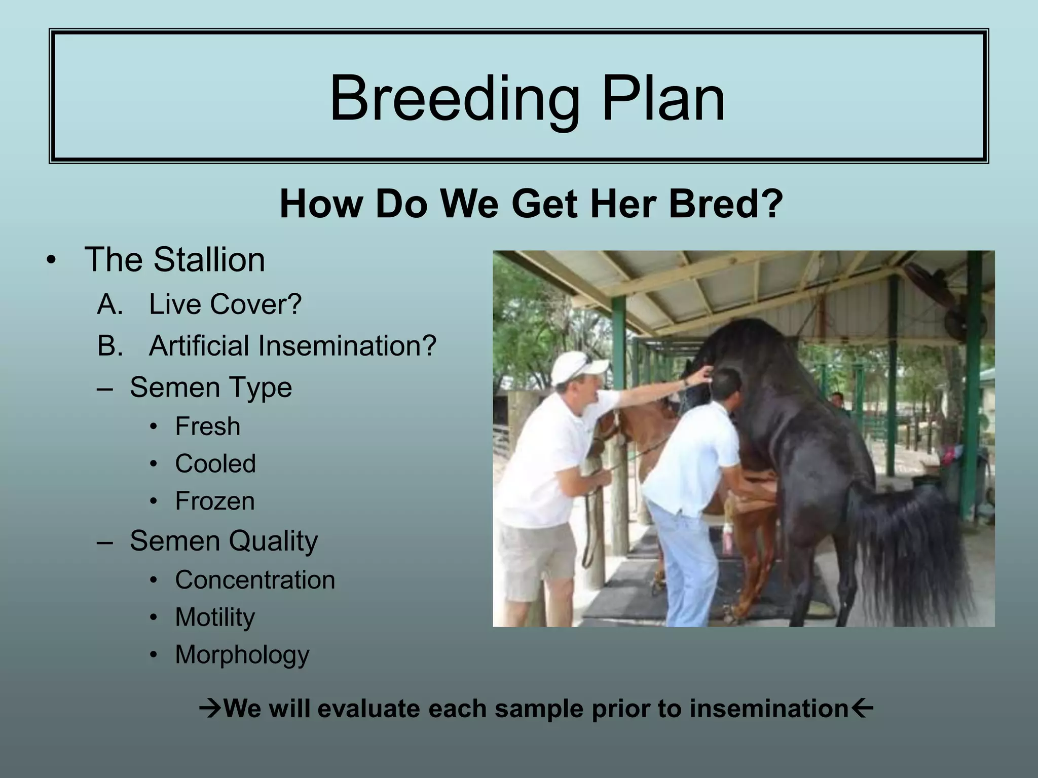 Breeding Plan
                  How Do We Get Her Bred?
• The Stallion
   A. Live Cover?
   B. Artificial Insemination?
   – Semen Type
       • Fresh
       • Cooled
       • Frozen
   – Semen Quality
       • Concentration
       • Motility
       • Morphology

          We will evaluate each sample prior to insemination
 