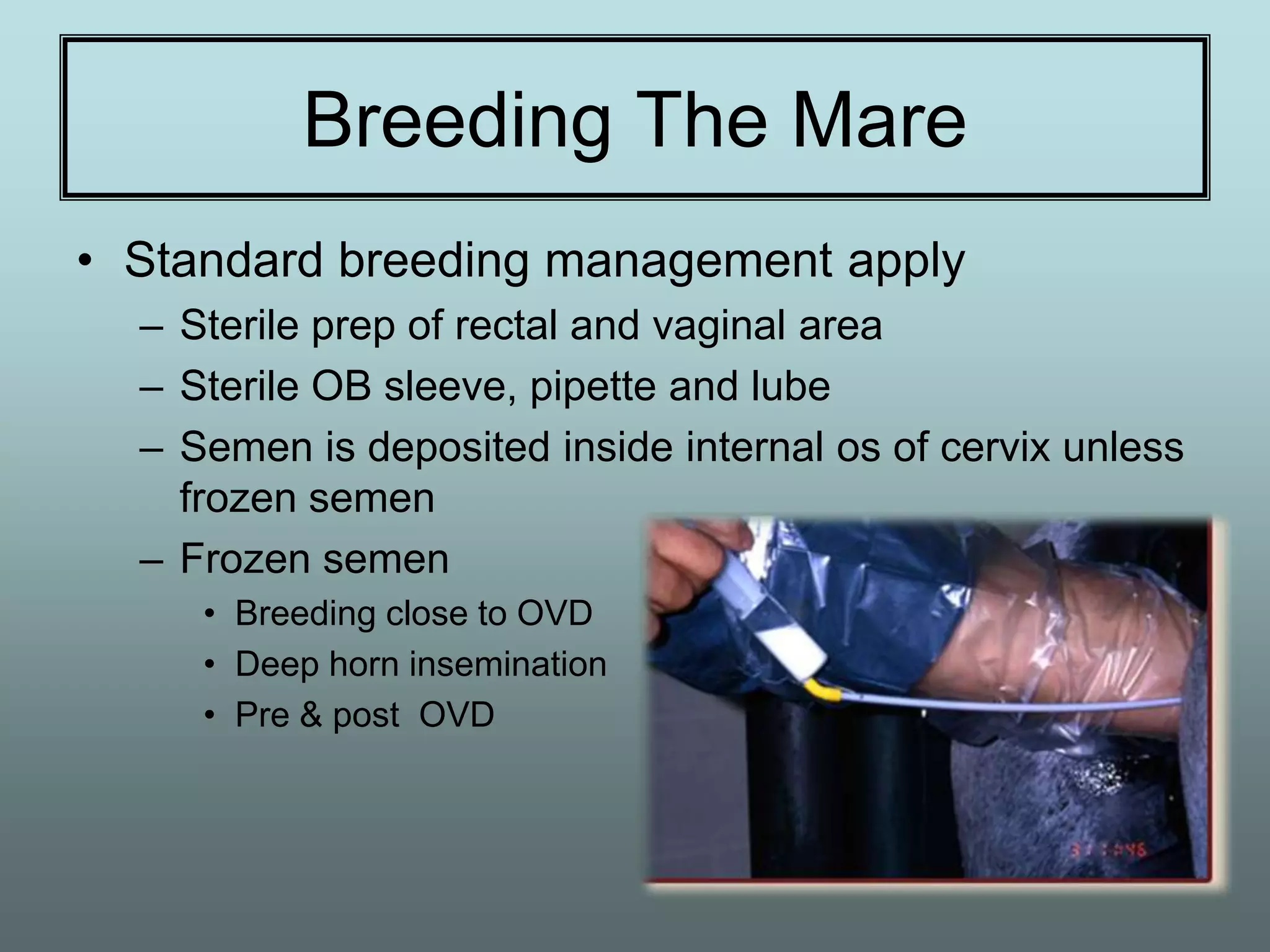Breeding The Mare
• Standard breeding management apply
  – Sterile prep of rectal and vaginal area
  – Sterile OB sleeve, pipette and lube
  – Semen is deposited inside internal os of cervix unless
    frozen semen
  – Frozen semen
     • Breeding close to OVD
     • Deep horn insemination
     • Pre & post OVD
 