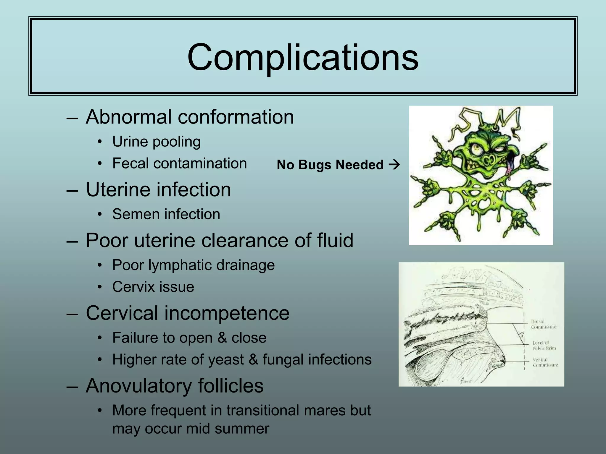 Complications
– Abnormal conformation
   • Urine pooling
   • Fecal contamination       No Bugs Needed 

– Uterine infection
   • Semen infection
– Poor uterine clearance of fluid
   • Poor lymphatic drainage
   • Cervix issue
– Cervical incompetence
   • Failure to open & close
   • Higher rate of yeast & fungal infections
– Anovulatory follicles
   • More frequent in transitional mares but
     may occur mid summer
 