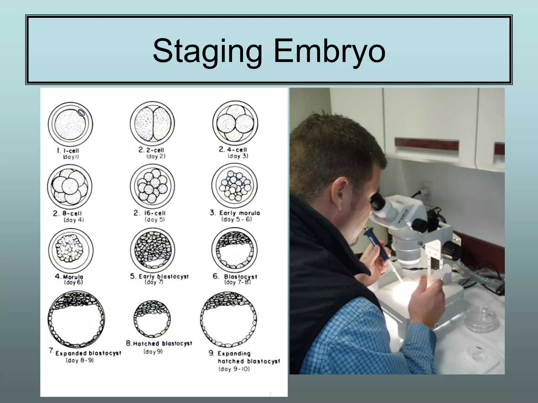 Staging Embryo
 