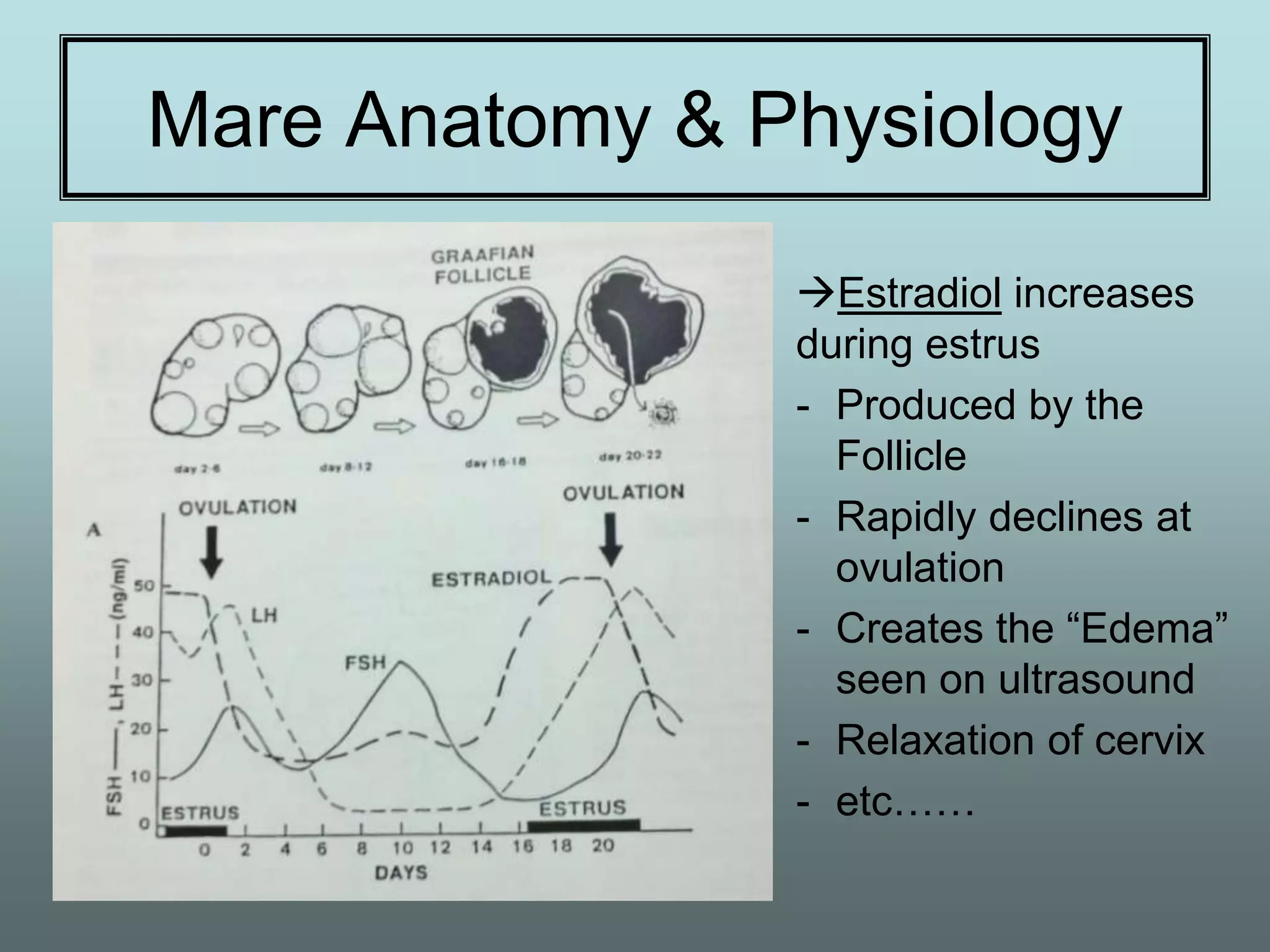 Mare Anatomy & Physiology

                Estradiol increases
                during estrus
                - Produced by the
                  Follicle
                - Rapidly declines at
                  ovulation
                - Creates the “Edema”
                  seen on ultrasound
                - Relaxation of cervix
                - etc……
 