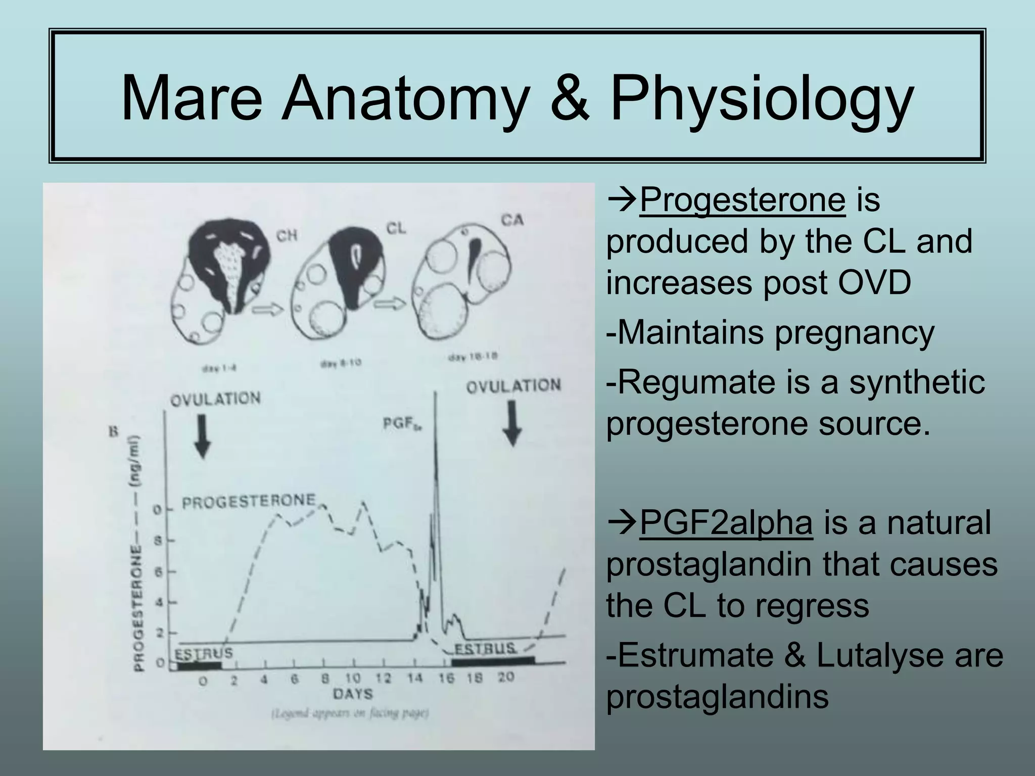 Mare Anatomy & Physiology
               Progesterone is
               produced by the CL and
               increases post OVD
               -Maintains pregnancy
               -Regumate is a synthetic
               progesterone source.

               PGF2alpha is a natural
               prostaglandin that causes
               the CL to regress
               -Estrumate & Lutalyse are
               prostaglandins
 