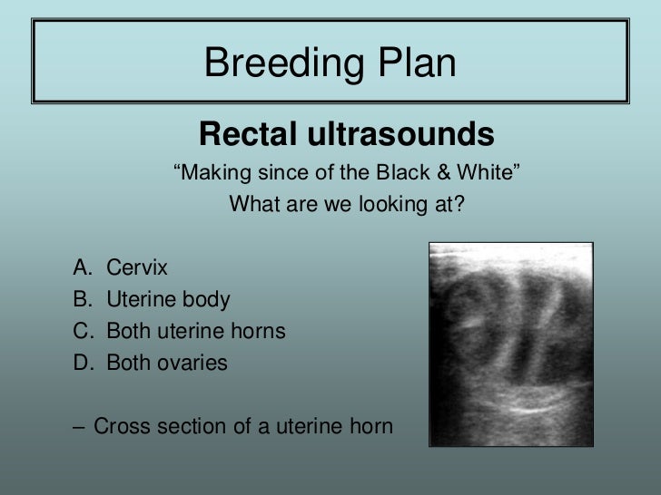 Equine Reproductive Techniques