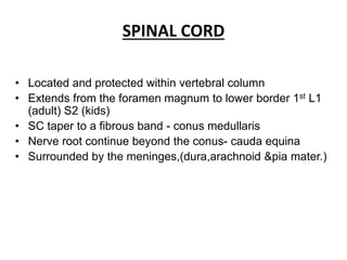 SPINAL CORD
• Located and protected within vertebral column
• Extends from the foramen magnum to lower border 1st L1
(adult) S2 (kids)
• SC taper to a fibrous band - conus medullaris
• Nerve root continue beyond the conus- cauda equina
• Surrounded by the meninges,(dura,arachnoid &pia mater.)
 