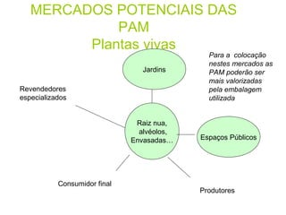 MERCADOS POTENCIAIS DAS
PAM
Plantas vivas
Jardins
Revendedores
especializados
Raiz nua,
alvéolos,
Envasadas…

Consumidor final

Para a colocação
nestes mercados as
PAM poderão ser
mais valorizadas
pela embalagem
utilizada

Espaços Públicos

Produtores

 