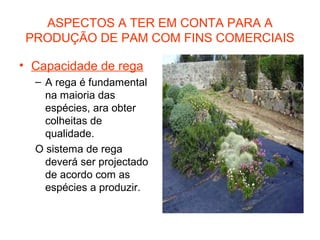 ASPECTOS A TER EM CONTA PARA A
PRODUÇÃO DE PAM COM FINS COMERCIAIS
• Capacidade de rega
– A rega é fundamental
na maioria das
espécies, ara obter
colheitas de
qualidade.
O sistema de rega
deverá ser projectado
de acordo com as
espécies a produzir.

 