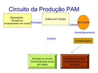 Circuito da Produção PAM
Sementeira,
Divisão ou
enraizamento em viveiroPlantação

Cultura em Campo
SECAGEM
Colheita
Acondicionamento
Colheita

Entrada no circuito
Comercial para ervas
em fresco

Armazenagem

Entrada no circuito
Comercial para ervas
em seco

 