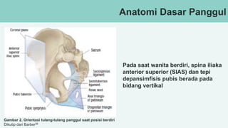 Anatomi Dasar Panggul
Gambar 2. Orientasi tulang-tulang panggul saat posisi berdiri
Dikutip dari Barber38
Pada saat wanita berdiri, spina iliaka
anterior superior (SIAS) dan tepi
depansimfisis pubis berada pada
bidang vertikal
 