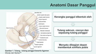 Anatomi Dasar Panggul
Gambar 1. Tulang - tulang panggul beserta ligamen
Dikutip dari Barber38
Kerangka panggul dibentuk oleh
Tulang sakrum, coccyx dan
sepasang tulang panggul
Menyatu dibagian depan
membentuk simfisis pubis
 