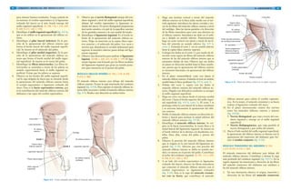 82 GRANT. MANUAL DE DISECCIÓN
para obtener buenos resultados. Tenga cuidado de
no lesionar el cordón espermático (o el ligamento
redondo del útero) en el sitio donde emerge del
anillo inguinal superficial. [G 106, 110; L 216, 220;
N 249; R 217, 220; C 179]
4. Identifique el anillo inguinal superficial (fig. 4-8 A),
que es un orificio en la aponeurosis del oblicuo ex-
terno.
5. Identifique el pilar lateral (inferior). Es la por-
ción de la aponeurosis del oblicuo externo que
forma el borde lateral del anillo inguinal superfi-
cial. Se inserta en el tubérculo del pubis.
6. Identifique el pilar medial (superior). Es la por-
ción de la aponeurosis del músculo oblicuo ex-
terno que forma el borde medial del anillo ingui-
nal superficial. Se inserta en la cresta del pubis.
7. Identifique las fibras intercrurales. Las fibras in-
tercrurales se extienden a través de los pilares en
sentido superolateral hasta el anillo inguinal su-
perficial. Evitan que los pilares se separen.
8. Observe en los bordes del anillo inguinal superfi-
cial la capa delgada de fascia que se extiende desde
la aponeurosis del músculo oblicuo externo hasta
el cordón espermático o ligamento redondo del
útero. Ésta es la fascia espermática externa, que
es la contribución del músculo oblicuo externo del
abdomen a las capas del cordón espermático.
9. Observe que el nervio ilioinguinal emerge del con-
ducto inguinal a nivel del anillo inguinal superficial,
delante del cordón espermático (o ligamento re-
dondo del útero). El nervio ilioinguinal proporciona
inervación sensitiva a la piel de la superficie anterior
de los genitales externos y la cara medial del muslo.
10. Identifique el ligamento inguinal. Es el borde in-
ferior de la aponeurosis del músculo oblicuo ex-
terno. Palpe su inserción en la espina ilíaca supe-
rior anterior y el tubérculo del pubis. Los vasos y
nervios que abandonan la cavidad abdominal para
ingresar al miembro inferior pasan debajo del liga-
mento inguinal.
11. Observe una ilustración para analizar el ligamento
lagunar. [G106; L 220, 221; N 258; C 179] El liga-
mento lagunar está formado por las fibras mediales
del ligamento inguinal que giran en sentido poste-
rior para insertarse en el pecten del pubis.
MÚSCULO OBLICUO INTERNO [G 103; L 216; N 250;
R 212; C 180]
El músculo oblicuo interno yace debajo del músculo
oblicuo externo. Forma la capa intermedia del conducto
inguinal (fig. 4-8 B). Para exponer el músculo oblicuo in-
terno debe seccionar y doblar el músculo oblicuo externo
(fig. 4-9). Realice esta disección en ambos lados.
Ligamento inguinal
Fibras intercrurales
Anillo inguinal
superficial
M. oblicuo internoCorte 1
Corte 3
Corte 2
Línea alba
Línea semilunar
M. oblicuo
externo
Espina ilíaca
anterior superior
Ombligo
Ligamento inguinal
M. oblicuo externo
(doblado)
Figura 4-9. Cortes utilizados para doblar el músculo oblicuo externo.
834/ ABDOMEN
1. Haga una incisión vertical a través del músculo
oblicuo externo en la línea axilar media con el mé-
todo siguiente: introduzca las tijeras cerradas a tra-
vés de las fibras del músculo oblicuo externo a nivel
del ombligo. Abra las tijeras paralelas a la dirección
de las fibras musculares para crear una abertura en
el oblicuo externo. Introduzca un dedo en el orifi-
cio y diríjalo en sentido inferior. Posteriormente
haga un corte vertical con tijeras a través de las fi-
bras del músculo en sentido inferior (fig. 4-9 A,
corte 1). Extienda el corte 1 cm en sentido inferior
hasta la espina ilíaca anterior superior.
2. Coloque los dedos en el corte 1 y por medio de di-
sección roma separe las fibras del músculo oblicuo
externo de las del músculo oblicuo interno que se
encuentra debajo de éste. Observe que sus dedos
no pasan en dirección medial hasta la línea semilu-
nar, puesto que la aponeurosis del oblicuo externo
se encuentra fusionada a la aponeurosis del oblicuo
interno.
3. En el plano transumbilical, corte con tijeras el
músculo oblicuo externo. Extienda el corte en sentido
medial hasta la línea semilunar (fig. 4-9 A, corte 2).
4. Debajo del corte 2, separe con los dedos el
músculo oblicuo externo del músculo oblicuo in-
terno. Hágalo con delicadeza conforme se acerque
al anillo inguinal superficial.
5. Haga un corte con tijeras desde el extremo medial
del corte 2 hasta el borde superior del anillo ingui-
nal superficial (fig. 4-9 A, corte 3). El corte 3 se
prolonga sobre la cara lateral de la línea semilunar
y se secciona únicamente la aponeurosis del obli-
cuo externo.
6. Doble el músculo oblicuo externo en dirección in-
ferior y lateral para mostrar la mitad inferior del
músculo oblicuo interno (fig. 4-9 B).
7. Identifique el músculo oblicuo interno. Se ori-
gina en la fascia toracolumbar, la cresta ilíaca y la
mitad lateral del ligamento inguinal. Se inserta en
el borde inferior de la décima a la duodécima cos-
tillas, línea alba, cresta del pubis y pecten del
pubis.
8. Observe la porción del músculo oblicuo interno
que se origina en la cara lateral del ligamento in-
guinal (fig. 4-10). Advierta que esta porción del
músculo oblicuo interno se dobla en sentido me-
dial y se inserta en el pecten del pubis. Contribuye
al techo del conducto inguinal. [G 107, 111; L 220;
N 250; R 217, 220; C 181]
9. A un lado del cordón espermático (o ligamento
redondo del útero), observe las fibras musculares
que conectan el músculo oblicuo interno con el
cordón espermático (o ligamento redondo)
(fig. 4-10). Ésta es la capa del músculo cremás-
ter con su fascia, que contribuye al músculo
Línea alba
M. oblicuo interno
Ligamento inguinal
Ligamento lagunar
Cordón espermático
(retraído)
Espina ilíaca
anterior superior
M. oblicuo
externo (doblado)
Anillo inguinal profundo
(en la fascia transversal)
M. cremáster
Vasos epigástricos
inferiores (bajo la
fascia transversal)
Pecten del pubis
Tendón conjunto
Figura 4-10. TMúsculo oblicuo interno en la región inguinal.
oblicuo interno para cubrir el cordón espermá-
tico. En la mujer, el músculo cremáster y su fascia
rodean el ligamento redondo del útero.
10. En el plano intermuscular existen dos nervios
entre los músculos oblicuos externo e interno
(fig. 4-8 B):
• Nervio ilioinguinal, que viaja a través del con-
ducto inguinal y emerge en el anillo inguinal
superficial.
• Nervio iliohipogástrico, que viaja paralelo al
nervio ilioinguinal y por arriba del mismo.
11. Hacia el lado medial del anillo inguinal superficial,
la aponeurosis del oblicuo interno se fusiona con la
aponeurosis del transverso del abdomen para for-
mar el tendón conjunto (fig. 4-10).
MÚSCULO TRANSVERSO DEL ABDOMEN [G 103;
L 217; N 251; R 215; C 183]
El músculo transverso del abdomen yace debajo del
músculo oblicuo interno. Contribuye a formar la capa
más profunda del conducto inguinal (fig. 4-8 C). En la
región inguinal, las inserciones y dirección de las fibras
del músculo transverso del abdomen son similares a
las del músculo oblicuo interno.
1. En una ilustración observe el origen, inserción y
dirección de las fibras del músculo transverso
 