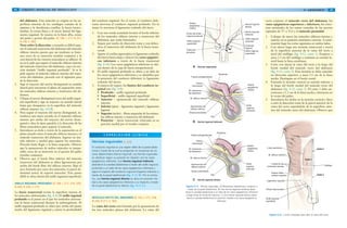 84 GRANT. MANUAL DE DISECCIÓN
del abdomen. Este músculo se origina en las su-
perficies internas de los cartílagos costales de la
séptima a la duodécima costillas, la fascia toraco-
lumbar, la cresta ilíaca y el tercio lateral del liga-
mento inguinal. Se inserta en la línea alba, cresta
del pubis y pecten del pubis. [G 108; L 217; N 251;
R 218; C 183]
Nota sobre la disección: a menudo es difícil sepa-
rar el músculo transverso del abdomen del músculo
oblicuo interno puesto que sus tendones se fusio-
nan cerca de su inserción (tendón conjunto) y la
cara lateral de los vientres musculares se adhiere. Si
no se le pide que separe el músculo oblicuo interno
del músculo transverso del abdomen, vaya a la sec-
ción titulada “Anillo inguinal profundo”. Si se le
pide separar el músculo oblicuo interno del trans-
verso del abdomen, proceda con el siguiente paso
de la disección.
2. Siga el trayecto del nervio ilioinguinal en sentido
lateral para encontrar el plano de separación entre
los músculos oblicuo interno y transverso del ab-
domen.
3. Ubique el nervio ilioinguinal cerca del anillo ingui-
nal superficial y siga su trayecto en sentido lateral
hasta que desaparece en la superficie del músculo
oblicuo interno (fig. 4-8 B).
4. Para seguir el trayecto del nervio ilioinguinal, in-
troduzca una tijera cerrada en el músculo oblicuo
interno por arriba del trayecto del nervio ilioin-
guinal y abra la tijera paralela a la dirección de las
fibras musculares para separar el músculo.
5. Introduzca su dedo a través de la separación en el
plano situado entre el músculo oblicuo interno y el
músculo transverso del abdomen. Ingrese en sen-
tido inferior y medial para separar los músculos.
Proceda hasta llegar a la línea arqueada. Observe
que la aponeurosis de ambos músculos es insepa-
rable cerca de su inserción en el pecten del pubis
(tendón conjunto).
6. Observe que el borde libre inferior del músculo
transverso del abdomen se ubica ligeramente por
arriba del borde libre del oblicuo interno. Bajo el
arco formado por estos dos músculos, la pared ab-
dominal carece de soporte muscular. Este punto
débil se ubica detrás del anillo inguinal superficial.
ANILLO INGUINAL PROFUNDO [G 109; L 217, 219, 220;
N 259; R 218; C 177]
La fascia transversal reviste la superficie interna de
los músculos abdominales (fig. 4-4). El anillo inguinal
profundo es el punto en el que los testículos atravesa-
ron la fascia transversal durante la embriogénesis. El
anillo inguinal profundo se ubica por arriba del punto
medio del ligamento inguinal y marca la profundidad
del conducto inguinal. En el varón, el conducto defe-
rente atraviesa el conducto inguinal profundo. En la
mujer lo atraviesa el ligamento redondo del útero.
1. Con una sonda acanalada levante el borde inferior
de los músculos oblicuo interno y transverso del
abdomen, que están fusionados.
2. Separe por medio de disección roma y con delica-
deza el transverso del abdomen de la fascia trans-
versal.
3. Aparte el cordón espermático (o ligamento redondo
del útero) hacia abajo y observe los vasos epigástri-
cos inferiores a través de la fascia transversal
(fig. 4-10). Los vasos epigástricos inferiores se ubi-
can dentro de la capa de fascia extraperitoneal.
4. El anillo inguinal profundo se ubica a un lado de
los vasos epigástricos inferiores y se identifica por
la presencia del conducto deferente (o ligamento
redondo del útero).
5. A manera de repaso, los límites del conducto in-
guinal son (fig. 4-8):
• Profundo – anillo inguinal profundo
• Superficial – anillo inguinal superficial
• Anterior – aponeurosis del músculo oblicuo
externo
• Inferior (piso) – ligamento inguinal y ligamento
lagunar
• Superior (techo) – fibras arqueadas de los múscu-
los oblicuo interno y transverso del abdomen
• Posterior – fascia transversal, reforzada en su
porción medial por el tendón conjunto
Hernias inguinales [L 223]
El conducto inguinal es una región débil de la pared abdo-
minal a través de la cual se proyectan en ocasiones las vís-
ceras abdominales (hernia inguinal). Las hernias inguinales
se clasifican según su posición en relación con los vasos
epigástricos inferiores. Una hernia inguinal indirecta
abandona la cavidad abdominal a través del anillo inguinal
profundo a un lado de los vasos epigástricos inferiores y
sigue el trayecto del conducto inguinal (trayecto indirecto a
través de la pared abdominal) (fig. 4-11 B). Por el contra-
rio, una hernia inguinal directa se ubica en posición me-
dial a los vasos epigástricos inferiores y su trayecto a través
de la pared abdominal es directo (fig. 4-11 C).
C O R R E L A C I Ó N C L Í N I C A
MÚSCULO RECTO DEL ABDOMEN [G 102; L 217, 218;
N 250; R 211; C 183]
La vaina del recto está formada por la aponeurosis de
los tres músculos planos del abdomen. La vaina del
854/ ABDOMEN
A Hernias inguinales
M. oblicuo interno
Grasa subcutánea
Piel
Arteria
epigástrica
inferior
Anillo
inguinal
profundo
C Hernia inguinal directa
Fascia extraperitoneal
M. oblicuo interno
Piel
Arteria
epigástrica
inferior
Arteria
epigástrica
inferior
Punto del anillo
inguinal profundo
Anillo inguinal
superficial
Tubérculo
del pubis
Hernia inguinal
directa
Hernia inguinal
indirecta
Anillo inguinal
profundo
Conducto
inguinal
Anillo inguinal
superficial
B Hernia inguinal indirecta
Peritoneo
Fascia extraperitoneal
Fascia
transversal
M. transverso
del abdomen
Aponeurosis del
oblicuo externo
Peritoneo
Fascia
transversal
M. transverso
del abdomen
Aponeurosis del
oblicuo externo
Grasa subcutánea
Anillo
inguinal
profundo
Figura 4-11. Hernias inguinales. A) Relaciones anatómicas y trayecto a
través de la pared abdominal. B) Una hernia inguinal indirecta aban-
dona la cavidad abdominal a un lado de los vasos epigástricos inferiores
y llega hasta el conducto inguinal. C) Una hernia inguinal directa aban-
dona la cavidad abdominal en posición medial a los vasos epigástricos
inferiores.
recto contiene el músculo recto del abdomen, los
vasos epigástricos superiores e inferiores, los extre-
mos terminales de los ramos ventrales de los nervios
espinales de T7 a T12 y el músculo piramidal.
1. Coloque de nuevo los músculos oblicuos interno y
externo en su posición anatómica correcta. A conti-
nuación haga los cortes siguientes en ambos lados.
2. Con tijeras haga una incisión transversal a través
de la superficie anterior de la vaina del recto a
nivel del ombligo (fig. 4-12, corte 1). Empiece a
unos 2.5 cm del ombligo y continúe en sentido la-
teral hasta la línea semilunar.
3. Corte con tijeras la vaina del recto a lo largo del
borde medial del músculo recto del abdomen
(fig. 4-12, corte 2). Esta incisión se debe extender
en dirección superior, a unos 2.5 cm de la línea
media. Deténgase en el borde costal.
4. Extienda la incisión vertical en sentido inferior a
lo largo del borde medial del músculo recto del
abdomen (fig. 4-12, corte 3). El corte 3 debe en-
contrarse a 1.2 cm de la línea media y detenerse en
la cresta del pubis.
5. Introduzca los dedos en la incisión vertical y lleve
a cabo la disección roma de la pared anterior de la
vaina del recto separándola de la superficie ante-
rior del músculo recto del abdomen. Observe que
Líneas de las
incisiones previas
Ligamento inguinal
Anillo inguinal
superficial
Corte 3
Corte 1
Corte 2Línea semilunar
M. oblicuo externo
Espina ilíaca
anterior superior
Fibras intercrurales
Ombligo
Figura 4-12. Cortes utilizados para abrir la vaina del recto.
 