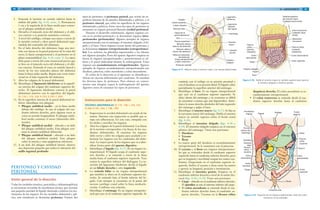 88 GRANT. MANUAL DE DISECCIÓN
PERITONEO Y CAVIDAD
PERITONEAL
Visión general de la disección
Todas las cavidades (torácica, pericárdica y abdominopélvica)
se encuentran revestidas de membranas serosas, que secretan
una pequeña cantidad de líquido destinado a lubricar los mo-
vimientos de los órganos. En las cavidades abdominal y pél-
vica, esta membrana se denomina peritoneo. Existen dos
5. Extienda la incisión en sentido inferior hasta la
sínfisis del pubis (fig. 4-16, corte, 2). Permanezca
1 cm a la izquierda de la línea media para conser-
var el pliegue umbilical medio.
6. Devuelva el músculo recto del abdomen y el obli-
cuo externo a su posición anatómica correcta.
7. A nivel del ombligo, coloque una mano a través de
la incisión vertical y eleve pared abdominal sepa-
rándola del contenido del abdomen.
8. En el lado derecho del abdomen, haga una inci-
sión con tijeras en la pared posterior de la vaina del
recto, la fascia extraperitoneal y el peritoneo en el
plano transumbilical (fig. 4-16, corte 3). La tijera
debe pasar a través del corte transversal previo que
se hizo en el músculo recto del abdomen y el obli-
cuo externo. Extienda el corte en sentido lateral a
través de los tres músculos planos del abdomen
hasta la línea axilar media. Repita este corte trans-
versal en el lado izquierdo del abdomen.
9. Abra los colgajos de la pared abdominal.
10. Identifique el ligamento falciforme en la superfi-
cie interna del colgajo del cuadrante superior de-
recho. El ligamento falciforme conecta la pared
abdominal anterior con la superficie del hígado.
[G 118; L 219, 224; N 253; R 293; C 204]
11. En la superficie interna de la pared abdominal in-
ferior, identifique tres pliegues:
• Pliegue umbilical medio – en la línea media
debajo del ombligo. Se une al colgajo del cua-
drante inferior derecho, pero algunas veces se
corta en sentido longitudinal. El pliegue umbi-
lical medio contiene el uraco (alantoides obli-
terado).
• Pliegue umbilical medial – ubicado a un lado
del pliegue umbilical medio. Este pliegue con-
tiene la arteria umbilical obliterada.
• Pliegue umbilical lateral – ubicado a un lado
del pliegue umbilical medial. Este pliegue
cubre la arteria y vena epigástricas inferiores.
12. A un lado del pliegue umbilical lateral, observe
una depresión pequeña que indica la ubicación del
anillo inguinal profundo.
tipos de peritoneo: el peritoneo parietal, que reviste las su-
perficies internas de las paredes abdominales y pélvicas, y el
peritoneo visceral, que cubre las superficies de los órganos
abdominales y pélvicos. Entre estos dos tipos de peritoneo se
encuentra un espacio potencial llamado cavidad peritoneal.
Durante el desarrollo embrionario, algunos órganos cre-
cen en la cavidad peritoneal y se denominan órganos intra-
peritoneales (peritoneales). Algunos ejemplos de órganos
intraperitoneales son el estómago, el intestino delgado, el hí-
gado y el bazo. Otros órganos crecen detrás del peritoneo y
se denominan órganos retroperitoneales (extraperitonea-
les). Los uréteres, las glándulas suprarrenales y los riñones
son algunos ejemplos. Parte del aparato digestivo empieza en
forma de órganos intraperitoneales y posteriormente se ad-
hiere a la pared abdominal durante la embriogénesis. Estos
órganos son secundariamente retroperitoneales. Algunos
ejemplos de órganos secundariamente retroperitoneales son
duodeno, páncreas, colon ascendente y colon descendente.
El orden de la disección es el siguiente: se identifican y
ubican las vísceras abdominales por cuadrante. Se estudian
los diversos tipos de peritoneo. Para obtener un conoci-
miento más integral, repase la embriogénesis del aparato
digestivo antes de examinar los tipos de peritoneo.
Instrucciones para la disección
VÍSCERAS ABDOMINALES [G 119, 128; L 224, 225;
N 269; R 291, 292; C 198, 199]
1. Inspeccione la cavidad abdominal con ayuda de las
manos. Durante esta inspección es posible que se
tope con adherencias. En este caso, rómpalas con
los dedos y movilice los órganos.
2. Abra los colgajos de la pared abdominal. Las líneas
de la incisión corresponden a las líneas de los cua-
drantes abdominales. Al examinar los órganos
debe cerrar y abrir los colgajos para ayudarle a re-
lacionar los órganos con los cuadrantes del abdo-
men. La mayor parte de los órganos que va a iden-
tificar forma parte del aparato digestivo.
3. Identifique el hígado (fig. 4-17). Es un órgano in-
traperitoneal. El hígado ocupa el cuadrante supe-
rior derecho y se extiende a través de la línea
media hasta el cuadrante superior izquierdo. Yace
contra la superficie inferior del diafragma. La in-
serción del ligamento falciforme divide el hígado
en un lóbulo derecho y otro izquierdo.
4. La vesícula biliar es un órgano intraperitoneal
que también se ubica en el cuadrante superior de-
recho. Se extiende bajo el borde inferior del hí-
gado. Casi siempre se encuentra en la punta del
noveno cartílago costal sobre la línea mediocla-
vicular. Confirme esta relación.
5. Identifique el estómago. Es un órgano intraperito-
neal que yace en el cuadrante superior izquierdo. Se
894/ ABDOMEN
Músculo oblicuo
externo del abdomen
Peritoneo parietal
Intestino
delgado
Hígado:
Lóbulo izquierdo
Vesícula biliar
Capas de la
pared abdominal:
Piel
Fascia superficial
Músculo oblicuo
interno del abdomen
Músculo transverso
del abdomen
Grasa extraperitoneal
y tejido conjuntivo
Intestino
grueso
Omento
mayor
Estómago
Ligamento
redondo
del hígado
Ligamento
falciforme
Lóbulo derecho
Figura 4-17. Relación entre el omento mayor y las vísceras abdominales.
continúa con el esófago en su porción proximal y
con el duodeno en su porción distal. El hígado cubre
parcialmente la superficie anterior del estómago.
6. Identifique el bazo. Es un órgano intraperitoneal
que yace en el cuadrante superior izquierdo. Se
ubica detrás del estómago y en ocasiones es difícil
de encontrar a menos que esté hipertrófico. Intro-
duzca la mano derecha alrededor del lado izquierdo
del estómago y palpe el bazo.
7. Identifique el omento mayor (fig. 4-17). Se fija en
la curvatura mayor del estómago. Doble el omento
mayor en sentido superior sobre el borde costal
(fig. 4-18).
8. Identifique el intestino delgado (figs. 4-18 y
4-19). El intestino delgado empieza en el extremo
pilórico del estómago. Tiene tres porciones:
• Duodeno
• Yeyuno
• Íleon
9. La mayor parte del duodeno es secundariamente
retroperitoneal. Se le examinará con el páncreas.
10. El yeyuno y el íleon son órganos intraperitonea-
les que se extienden desde el cuadrante superior
izquierdo hasta el cuadrante inferior derecho, pero
por su longitud y movilidad ocupan los cuatro cua-
drantes. Empezando en el cuadrante superior iz-
quierdo, deslice el yeyuno e íleon entre las manos
y aprecie su longitud, posición y terminación.
11. Identifique el intestino grueso. Empiece en el
cuadrante inferior derecho a nivel de la unión ilio-
cecal (figs. 4-18 y 4-19). Tiene seis porciones:
• Ciego – ubicado en el cuadrante inferior derecho.
El apéndice se une al extremo inferior del ciego.
• El colon ascendente se extiende desde el cua-
drante inferior derecho hasta el cuadrante su-
perior derecho. Termina en la flexura cólica
Íleon
Intestino delgado:
Colon
ascendente
Delantal epiploico
del omento mayor
(volteado hacia arriba)
Colon transverso
(volteado hacia
arriba)
Mesocolon
transverso
Flexura cólica
izquierda
(esplénica)
Colon descendente
Colon sigmoide
Ciego
Flexura
cólica
derecha
(hepática)
Yeyuno
Figura 4-18. Doble el omento mayor en sentido superior para exponer
el intestino delgado e intestino grueso.
Escotadura
angular Hígado
Esófago Fondo
gástrico
Bazo
Flexura
cólica
izquierda
Yeyuno
Colon
sigmoide
Recto
Conducto anal
Íleon
Apéndice
Ciego
Unión
ileocecal
Colon
ascendente
Flexura
cólica
derecha
Vesícula
biliar
Duodeno
Porción
pilórica del
estómago
Colon
descendente
Estómago
Figura 4-19. Esquema de los órganos abdominales. Parte del colon
transverso se ha extirpado.
(hepática) derecha. El colon ascendente es se-
cundariamente retroperitoneal.
• El colon transverso se extiende desde el cua-
drante superior derecho hasta el cuadrante
 