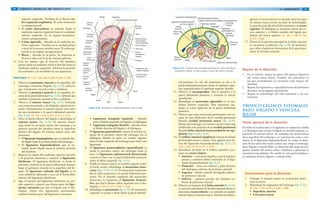 90 GRANT. MANUAL DE DISECCIÓN
superior izquierdo. Termina en la flexura có-
lica izquierda (esplénica). El colon transverso
es intraperitoneal
• El colon descendente se extiende desde el
cuadrante superior izquierdo hasta el cuadrante
inferior izquierdo. Es un órgano secundaria-
mente retroperitoneal.
• Colon sigmoide – ubicado en el cuadrante in-
ferior izquierdo. Termina en la cavidad pélvica
a nivel de la tercera vértebra sacra. El colon sig-
moide es un órgano intraperitoneal.
• Recto – ubicado en la pelvis. Su disección se
llevará a cabo con la de las vísceras pélvicas.
12. Con las manos, siga el trayecto del intestino
grueso desde el cuadrante inferior derecho hasta el
cuadrante inferior izquierdo. Advierta la posición
(el cuadrante) y la movilidad de sus segmentos.
PERITONEO [G 119; L 224-226; N 269; R 306; C 204]
1. Observe el peritoneo visceral en la superficie del
estómago o intestino delgado (fig. 4-20). Advierta
que el peritoneo visceral es liso y resbaloso.
2. Observe el peritoneo parietal en la superficie in-
terna de la pared abdominal (fig. 4-20). Advierta que
también el peritoneo parietal es liso y resbaloso.
3. Observe el omento mayor (fig. 4-17). Extienda
esta estructura similar a un delantal y aprecie su ta-
maño. Normalmente el omento mayor yace entre
las asas intestinales y la pared abdominal anterior
(fig. 4-20). [G 124; L 224; N 275; R 311; C 212]
4. Eleve el borde inferior del hígado e identifique el
omento menor (fig. 4-20). El omento menor
viaja desde la curvatura menor del estómago y la
primera porción del duodeno hasta la superficie
inferior del hígado. El omento menor tiene dos
porciones:
• El ligamento hepatogástrico, que se extiende des-
de hígado hasta la curvatura menor del estómago.
• El ligamento hepatoduodenal, que se ex-
tiende desde hígado hasta la primera porción
del duodeno.
5. Regrese el colgajo del cuadrante superior derecho
a su posición anatómica y examine el ligamento
falciforme. El ligamento falciforme va desde el
peritoneo parietal en la pared abdominal anterior
hasta el peritoneo visceral en la superficie del hí-
gado. El ligamento redondo del hígado es la
vena umbilical obliterada y yace en el borde libre
inferior del ligamento falciforme.
6. Siga el trayecto del ligamento falciforme en sen-
tido superior y observe que forma parte del liga-
mento coronario que une el hígado con el dia-
fragma. Otros dos ligamentos peritoneales
también forman parte del ligamento coronario:
Hígado
Área descubierta del hígado
Receso
superior
Aorta
Tronco celíaco
Duodeno
Fondo de saco
rectouterino
Recto
VaginaÚtero
Uretra
Vejiga
Sínfisis
del pubis
Intestino
delgado
Mesocolon
transverso
Peritoneo
parietal
Diafragma
Bolsa omental
(transcavidad
de los epiplones)
Páncreas
Arteria
mesentérica
superior
Mesenterio del
intestino delgado
Omento
mayor
Cavidad
peritoneal
mayor
Receso
inferior
Colon
transverso
Cavidad
peritoneal
Peritoneo
visceral
Estómago
Omento
menor
Figura 4-20. Peritoneo y cavidad peritoneal, corte central.
• Ligamento triangular izquierdo – ubicado
entre el lóbulo izquierdo del hígado y el diafragma
• Ligamento triangular derecho – ubicado entre
el lóbulo derecho del hígado y el diafragma
7. El ligamento gastrofrénico conecta la porción su-
perior de la curvatura mayor del estómago con el
diafragma. Deslice la mano en sentido superior
hacia el lado izquierdo del estómago para sentir este
ligamento.
8. El ligamento gastroesplénico (gastrolienal) va
desde la curvatura mayor del estómago hasta el
bazo y el ligamento esplenorrenal (lienorrenal)
conecta el bazo con la pared abdominal posterior
sobre el riñón izquierdo (fig. 4-21).
9. Doble el omento mayor en sentido superior sobre
el borde costal e identifique el mesocolon trans-
verso (figs. 4-18 y 4-20). El mesocolon transverso
fija el colon transverso a la pared abdominal pos-
terior. En el extremo izquierdo del mesocolon
transverso se encuentra el ligamento frenocó-
lico, que fija la flexura cólica izquierda con el dia-
fragma. [L 224; N 271; R 306; C 226]
10. Identifique el mesenterio (fig. 4-20). El mesenterio
suspende el yeyuno e íleon desde la pared abdomi-
914/ ABDOMEN
Repaso de la disección
1. En el cadáver, repase las partes del aparato digestivo
del centro hacia afuera. Nombre los cuadrantes en
los que normalmente se encuentra cada órgano ab-
dominal.
2. Repase los segmentos y especializaciones del peritoneo
descritos en las páginas precedentes.
3. Repase la embriología del tubo intestinal y los me-
senterios.
TRONCO CELÍACO, ESTÓMAGO,
BAZO, HÍGADO Y VESÍCULA
BILIAR
Visión general de la disección
El orden de la disección es el siguiente: se cortan las costillas
y el diafragma para retraer el hígado en sentido superior, ex-
poniendo el omento menor. Se examinan las características
de la superficie del estómago y se muestran los vasos y con-
ductos en el ligamento hepatoduodenal. Se realiza la disec-
ción de las ramas del tronco celíaco que irriga el estómago,
bazo, hígado y vesícula biliar. La disección del campo de irri-
gación restante del tronco celíaco (duodeno y páncreas) se
examinará más adelante. Se estudia la vena porta hepática y
se examinan el bazo, hígado y vesícula biliar.
Vena cava
inferior
Orificio
omental
Ligamento hepatoduodenal
con su contenido
Ligamento hepatogástrico
Cavidad peritoneal mayor
Bolsa omental (transcavidad de los epiplones)
Peritoneo parietal
Estómago
Peritoneo
visceral
Ligamento
gastroesplénico
Cavidad
peritoneal
Peritoneo
visceral
Bazo
Ligamento esplenorrenal
Riñón izquierdoAorta
Riñón
derecho
Figura 4-21. Esquema de la cavidad peritoneal en corte transversal,
proyección inferior. La flecha pasa a través del orificio omental.
nal posterior. La raíz del mesenterio se une a la
pared abdominal posterior desde el cuadrante supe-
rior izquierdo hasta el cuadrante superior derecho.
11. Observe el mesoapéndice. Fija el apéndice a la
pared abdominal posterior y contiene la arteria
apendicular.
12. Identifique el mesocolon sigmoideo en el cua-
drante inferior izquierdo. Esta estructura sus-
pende el colon sigmoide de la pared abdominal
posterior.
13. Observe que estas estructuras peritoneales son ve-
cinas de una subdivisión de la cavidad peritoneal
llamada cavidad peritoneal mayor (fig. 4-20).
Detrás del estómago y el omento menor existe una
subdivisión más pequeña de la cavidad peritoneal
llamada bolsa omental (transcavidad de los epi-
plones) (figs. 4-20 y 4-21).
14. El orificio omental (epiploico) conecta las bolsas
peritoneales mayor y menor. Este agujero yace de-
trás del ligamento hepatoduodenal (fig. 4-21). [G
124; L 230; N 275; R 311; C 235]
15. Introduzca un dedo en el orificio omental y exa-
mine sus cuatro límites:
• Anterior – vena porta hepática, arteria hepática
propia y conducto biliar contenido en el liga-
mento hepatoduodenal (fig. 4-21)
• Posterior – vena cava inferior y pilar derecho
del diafragma cubierto de peritoneo parietal
• Superior – lóbulo caudado del hígado cubierto
de peritoneo visceral
• Inferior – primera porción del duodeno cu-
bierta de peritoneo visceral
16. Observe un esquema de la bolsa omental (fig. 4-20).
La porción más inferior de la bolsa omental menor se
denomina receso inferior y se extiende en sentido
inferior hasta el omento mayor. Durante la embrio-
génesis, el receso inferior se extiende entre las capas
de omento mayor (revise un texto de embriología).
La porción más alta de la bolsa omental es el receso
superior. El diafragma se encuentra detrás del re-
ceso superior y el lóbulo caudado del hígado por
delante del receso superior. [G 120; L 230; N 172;
R 313; C 203]
17. Detrás de la porción principal de la bolsa omental
se encuentra el páncreas (fig. 4-20). El peritoneo
que cubre el páncreas forma parte de la pared pos-
terior de la bolsa omental.
Instrucciones para la disección
1. Coloque el omento mayor en su posición anató-
mica correcta.
2. Identifique los segmentos del estómago (fig. 4-22):
[G 129; L 231; N 275; R 294; C 208]
• Superficie anterior
• Curvatura mayor
 